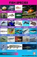 Types of Fish: Interesting List of 50 Different Fish Species around the ...