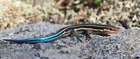Five Lined Skink Reptiles And Amphibians In Ontario Ontario Nature