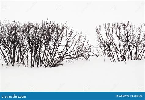 A Snow Scene Hedge Silhouette Royalty Free Stock Image Cartoondealer