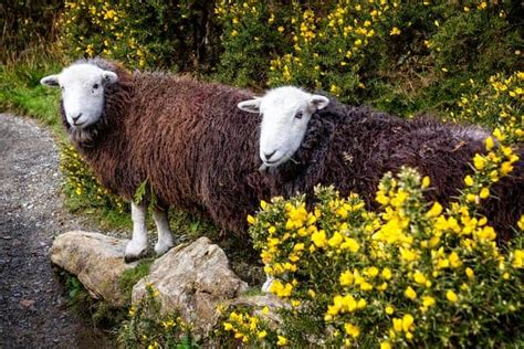 7 Brown Sheep Breeds Perfect For Your Flock Animalovin All About