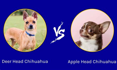 Deer Head Chihuahua Dog Breed Complete Guide A Z Animals