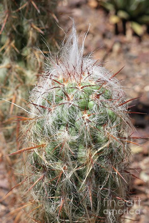 Hairy Cactus Photograph By Carol Groenen