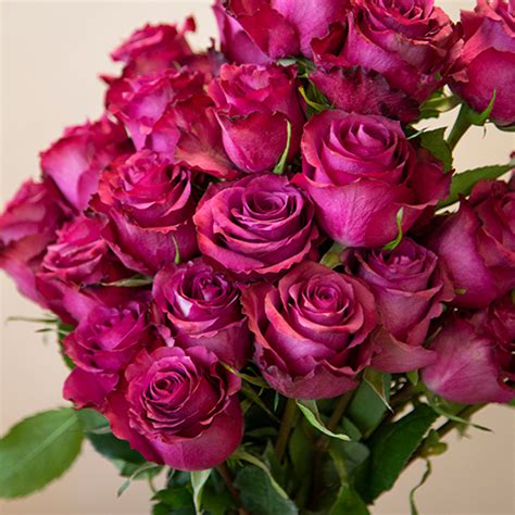 Blueberry Fresh Cut Rose Bulk Rose Fiftyflowers