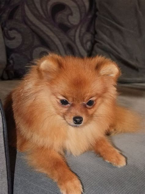 Maybe you would like to learn more about one of these? Tiny Female Pomeranian | Telford, Shropshire | Pets4Homes