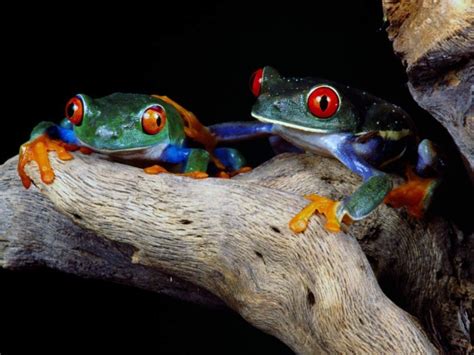 Colorful Frog With Red Eyes Wallpapers And Images