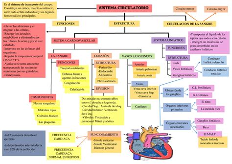 Anatomia Y Funcion Del Aparato Circulatorio Y Respiratorio Porn Sex