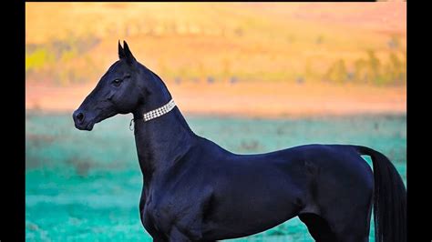 Top 5 The Most Expensive Horses In The World Rich Horse Racing