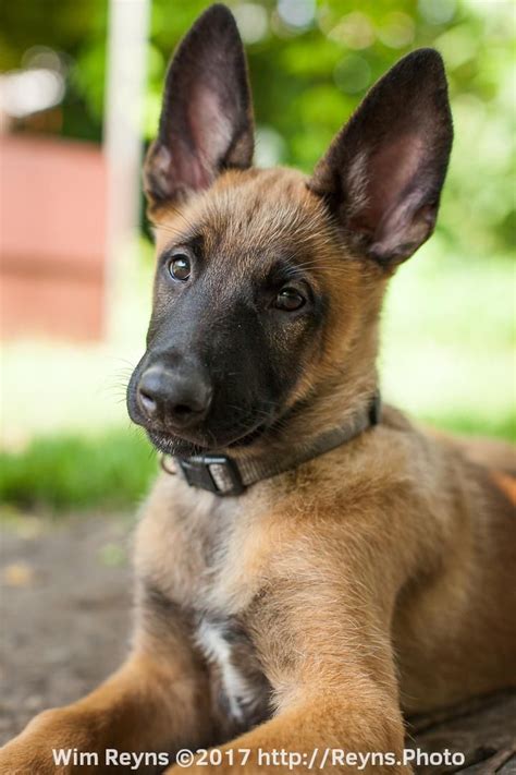 11 Weeks Old Malinois Puppy Zino Belgian Malinois Dog Malinois