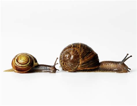 Two Snails Racing Digital Art By Simon Murrell Pixels