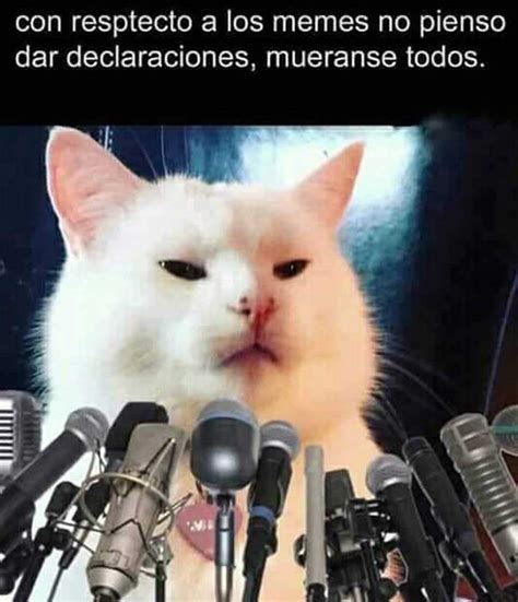 Meme De Gato Llorando Con Microfono Un Gato Representa La Sensualidad La Sexualidad A La Mujer