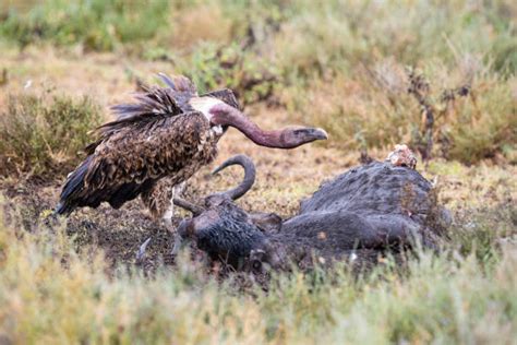 Best Vultures Eating Stock Photos Pictures And Royalty Free Images Istock
