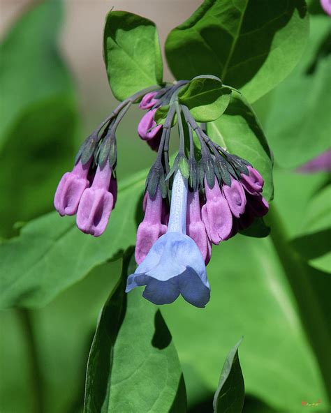 Pink Virginia Bluebells Or Virginia Cowslip Dfl0947 Photograph By Gerry