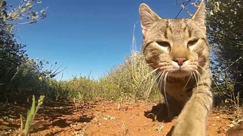 Australias Feral Cats Kill One Million Reptiles Every Day Study Sbs