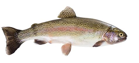 Rainbow Trout Fishing Whamz Fishing Tips And Guides