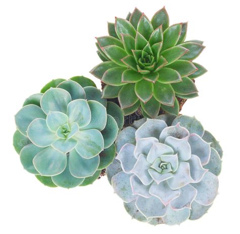 Set Of Different Succulents Isolated On White Background