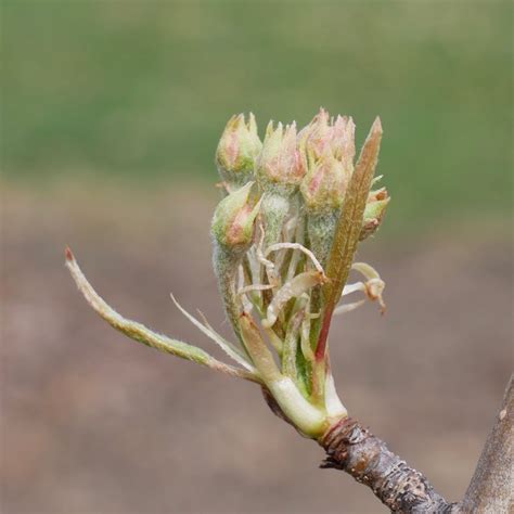 Pear Bud Stages New England Tree Fruit Management Guide