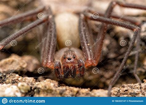 Front Closeup Of A Brown Recluse Spider Stock Image