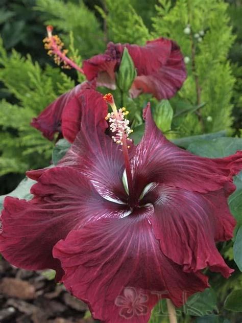 Hibiscus Black Dragon 2005 Hibiscus Of The Year Dressed In Black