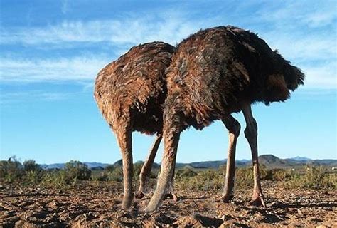 An Ostrich With Its Head In The Sand Is The Comic Portrayal Of Denial