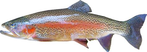 20 Free Rainbow Trout And Trout Photos Pixabay