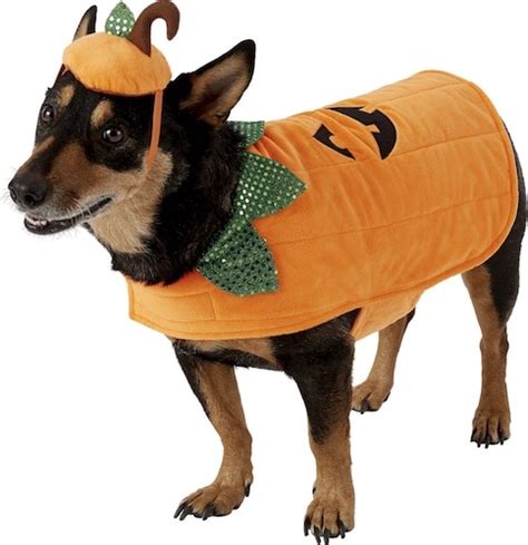 The 9 Best Dog Pumpkin Costumes K9 Pie