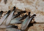 Prime Pest Solutions: Swarms of termites!