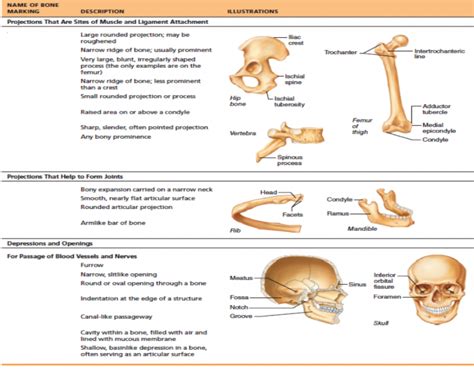 Chapter 5 Skeletal System Bone Markings Diagram Quizlet