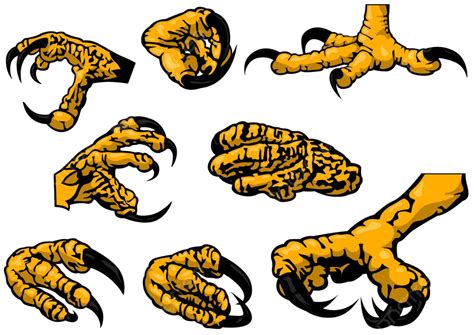 Colored Set Of Eagle Claws Hawk Claw Drawing Vector Hawk Claw