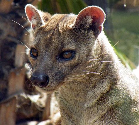 Fossa Animal Facts And Information
