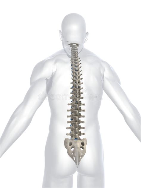 Black and white vector image. Human spine stock illustration. Illustration of hospital ...