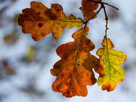 Autumn leaves | Autumn leaves, Leaves, Oak leaves