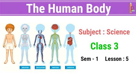 The Human Body Class 3 Science Cbse Grade 3 Science Our Human Body