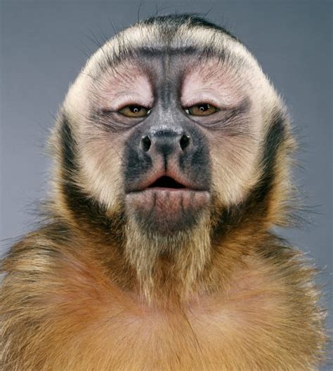 Monkey Portraits Clampart