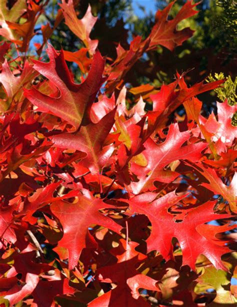 Best Fall Color Trees For Texas Neil Sperrys Gardens