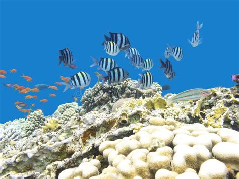 Colorful Coral Reef With Exotic Fishes At The Bottom Of Red Sea Stock