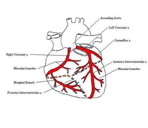 Arteries and veins diagram 205 circulatory pathways anatomy and physiology. CoronaryArteriesComplete | Coronary circulation, Coronary ...