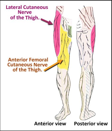 Thigh Nerve Anatomy Femoral Nerve Anatomy Function And Treatment