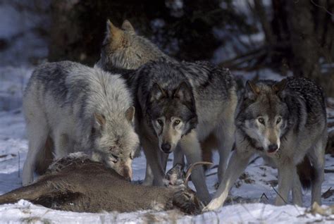 Grey Wolf Pack Feeding On Deer Canis Lupus Canada Captive Stock