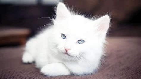 Turkish Angora Cat Our Complete Breed Guide Vlrengbr