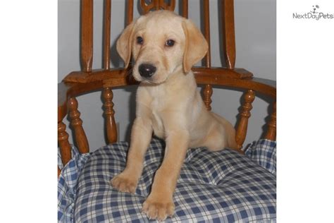 Mollie is a wonderful working strain retriever with a fantastic temperament who is biddable and gentle, all puppies will be reared in our home. Labrador Retriever puppy for sale near Spokane / Coeur D'alene, Washington. | 53c571fb-35d1