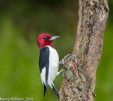 Red Headed Woodpecker Welcome To