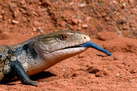 10 Blue Tongued Skink Facts Fact Animal