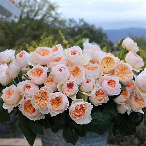 I Wish I Always Had A Pail Full Of Juliet Roses Nearby These Beauties