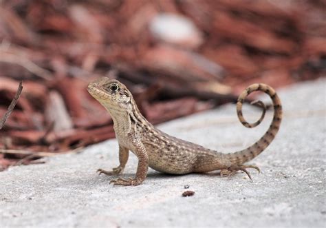 Juvenile Northern Curly Tail Lizard Heres Some More Info Flickr