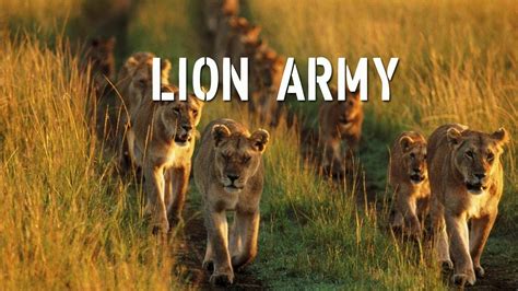 Lion Army Battle To Survive Youtube