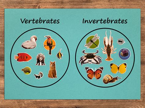 Animal Classification Vertebrates And Invertebrates