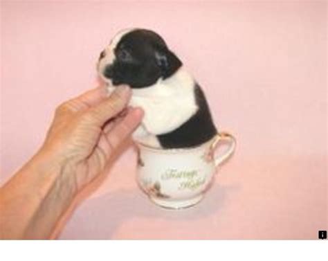 Puppies will be available for purchase at 8 weeks of age. ~~Want to know more about black pug. Just click on the ...
