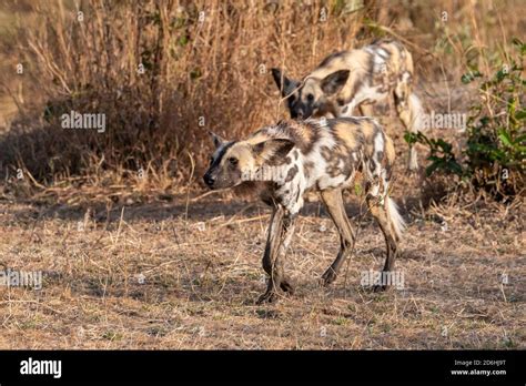 Afrika Sambia South Luangwa National Park African Painted Wolves