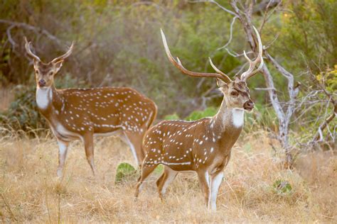 Axis Deer In Texas The Ultimate Guide Texas Landowners Association