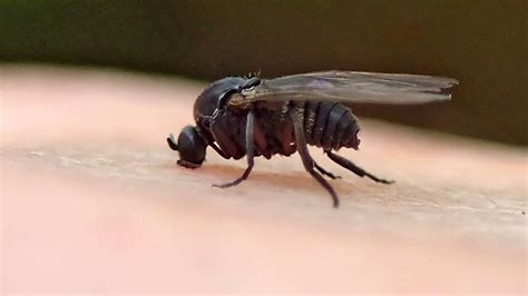 How To Get Rid Of Little Black Gnats That Bite